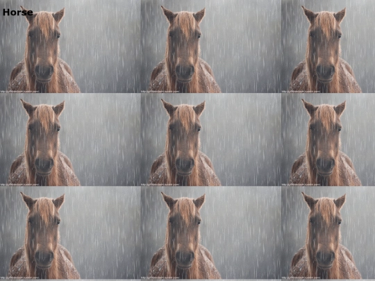 Horse screenshot