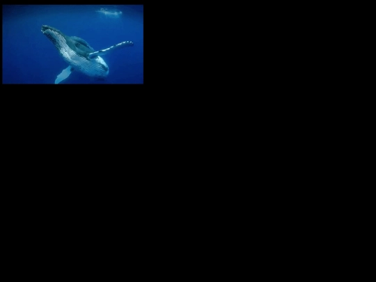 WHALEWHALEWHALE screenshot