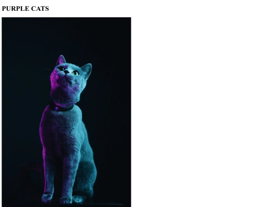 responsive-directory/purple-cats screenshot