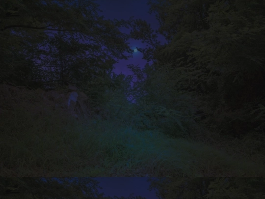 wildblood screenshot