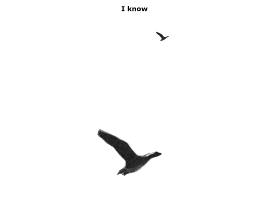 bird7 screenshot