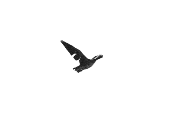 bird8 screenshot