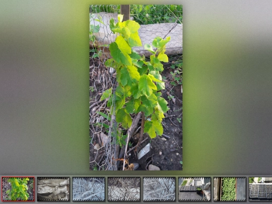 galleries/gallery2019 screenshot