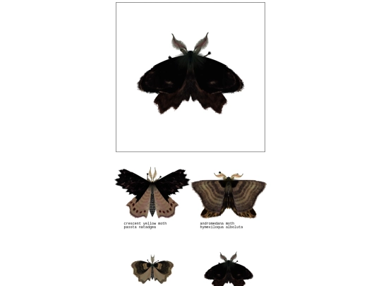 moths/moth screenshot