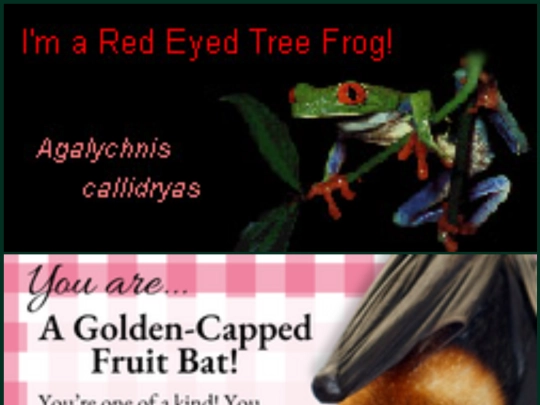 quizzes screenshot