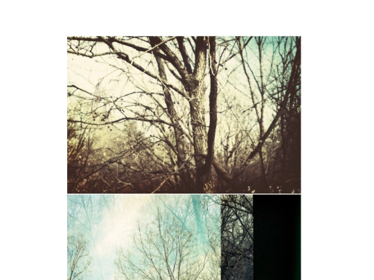 trees screenshot