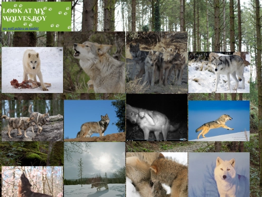 wolves/images screenshot