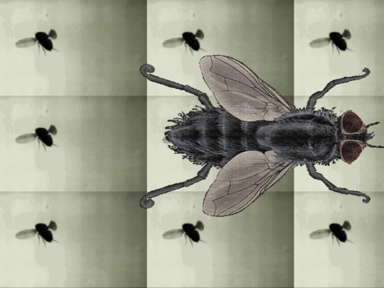 horses/schizo-horse screenshot