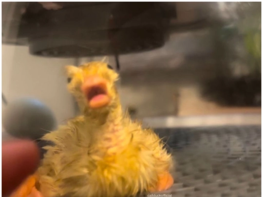 wetduck screenshot