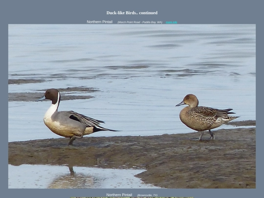 bird/Aspc5 screenshot