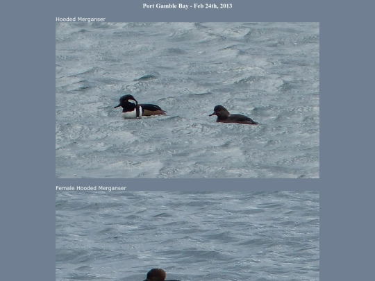 bird/L1/130331 screenshot