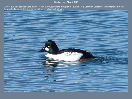 bird/L2/130303 screenshot
