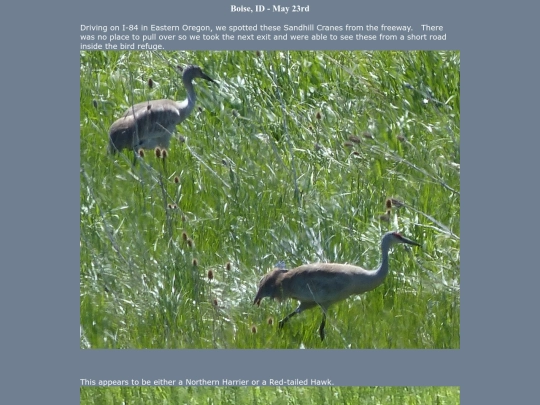 bird/L3/130523 screenshot