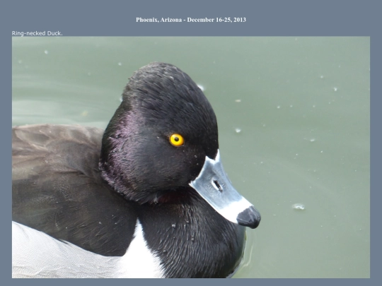 bird/L3/az13/az screenshot