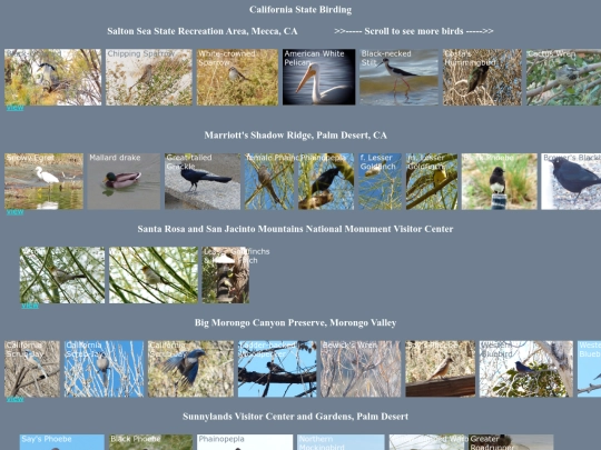 bird/L4/CAhrz screenshot