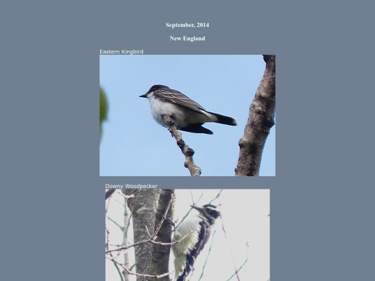 bird/L4/ne14/ne14 screenshot