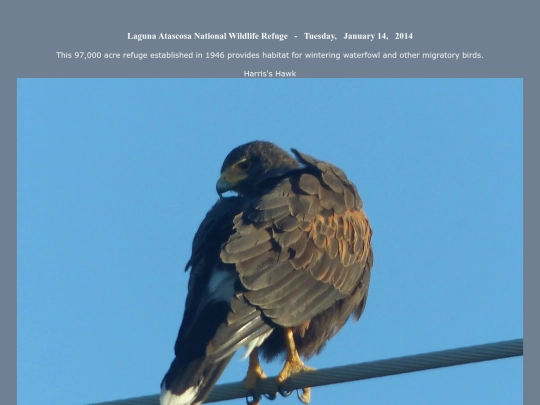 bird/L4/tx/14/tx screenshot