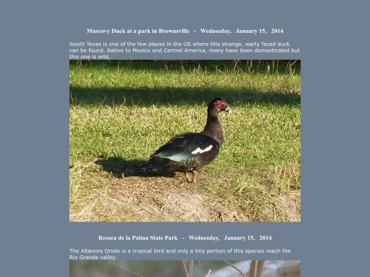 bird/L4/tx/15/tx screenshot
