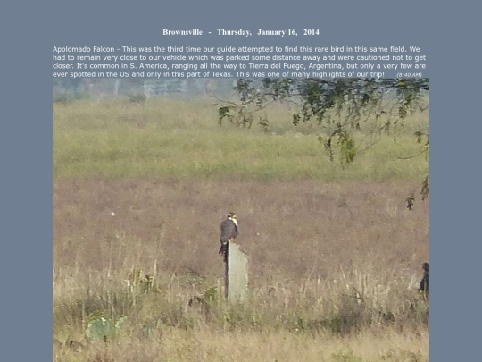 bird/L4/tx/16/tx screenshot