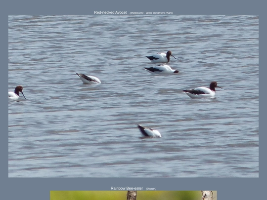 bird/au13/spc1 screenshot