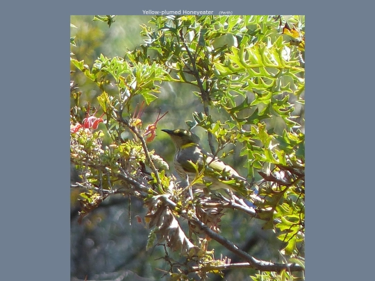 bird/au13/spc3 screenshot