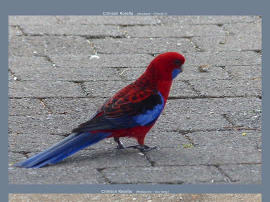 bird/au13/spc4 screenshot
