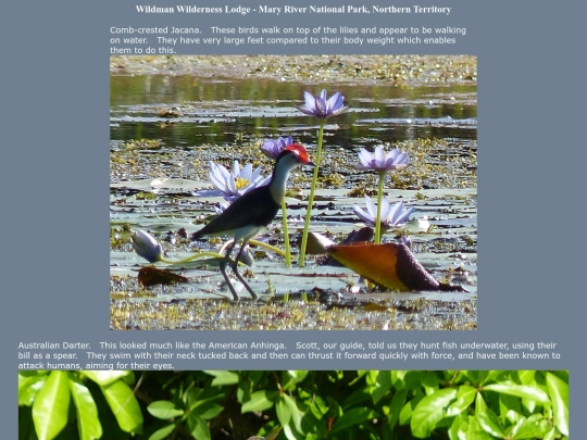bird/au13/wldm/wldm screenshot