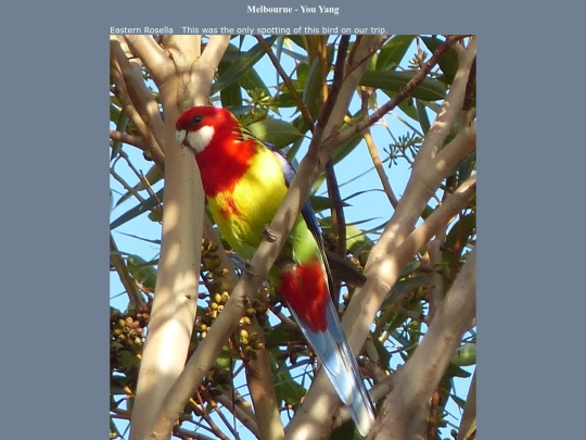 bird/au13/yy/yy screenshot
