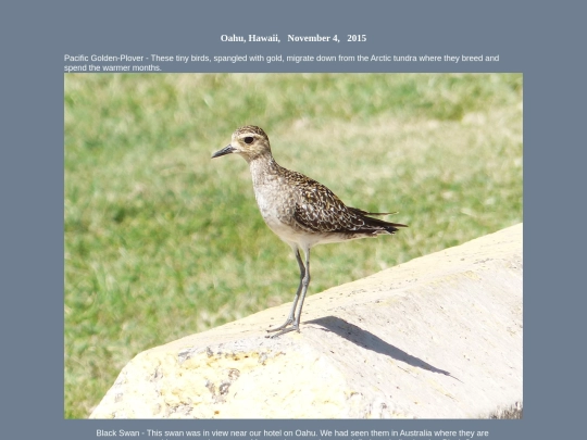 bird/hi15/nov screenshot