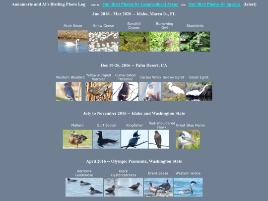 bird/log screenshot
