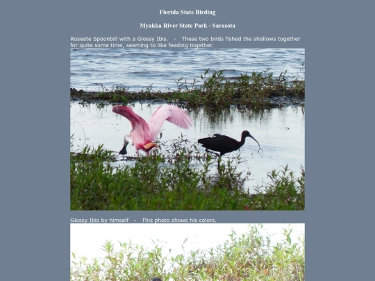 bird/naples08/FL screenshot