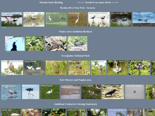 bird/naples08/FLhrz screenshot