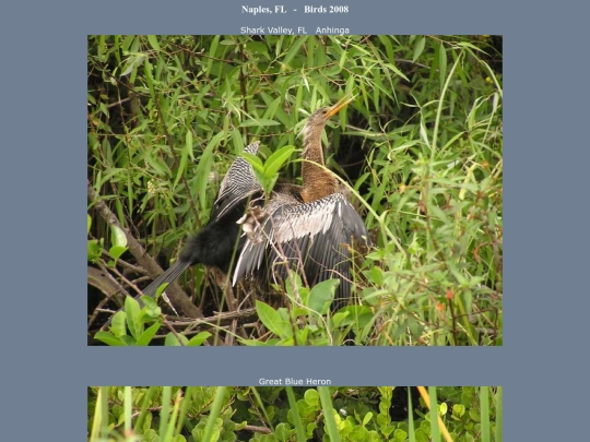 bird/naples08/pics screenshot
