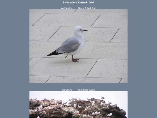 bird/nz05/pics screenshot