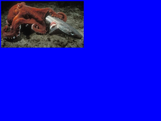 chobotnicezblunk screenshot