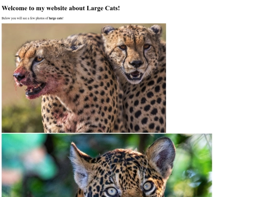 Large Cats/largecats screenshot