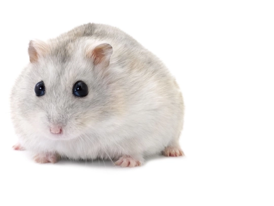 hamster screenshot