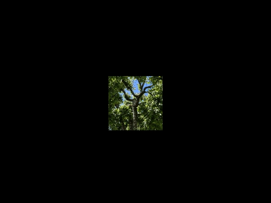 tree screenshot