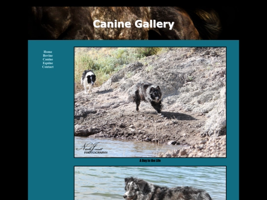 canine screenshot