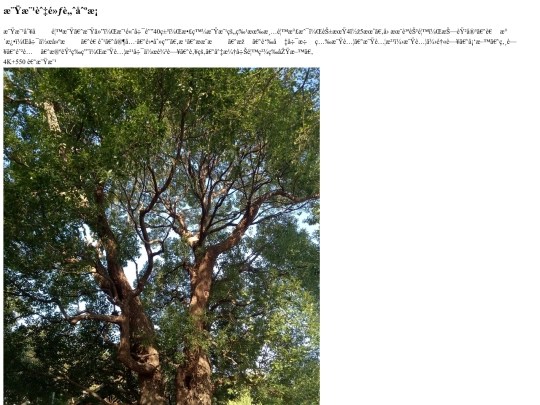tanyashen/camphora screenshot