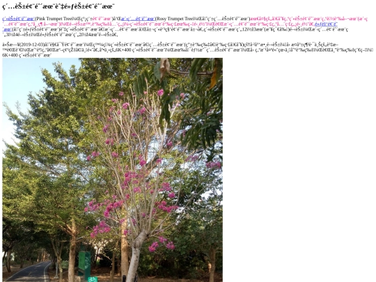 tanyashen/tabebuia screenshot
