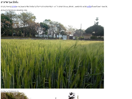 tanyashen/wheat screenshot