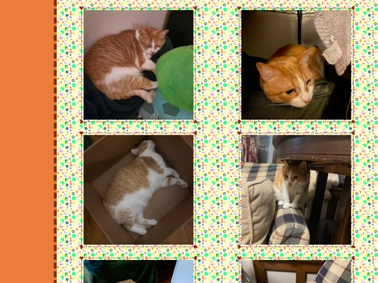 cat screenshot