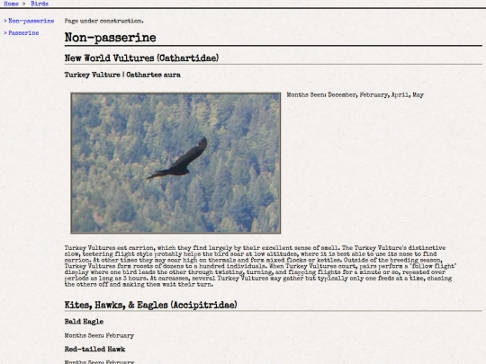 birds screenshot