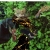 dirtsnake.neocities.org avatar