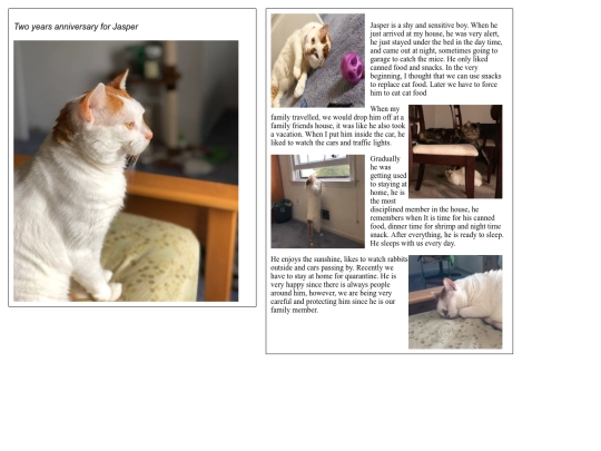 blog/my-cat-blog screenshot