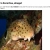 Funny Sharks On Da Web avatar