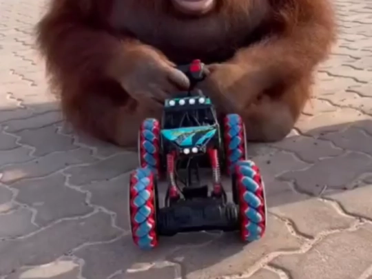 haha/pony_the_orangutan screenshot