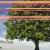 opendoor.neocities.org avatar