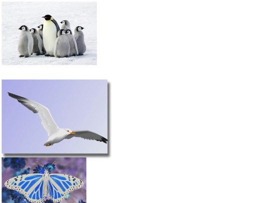 Imitation screenshot